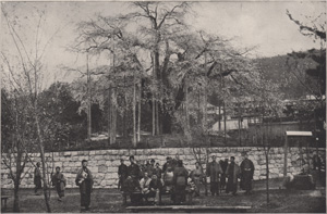 CHERRY-TREE, MARUYAMA, KIOTO